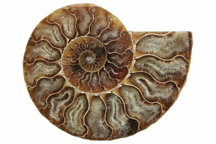 Cut & Polished Ammonite Fossil (Half) - Madagascar #364910